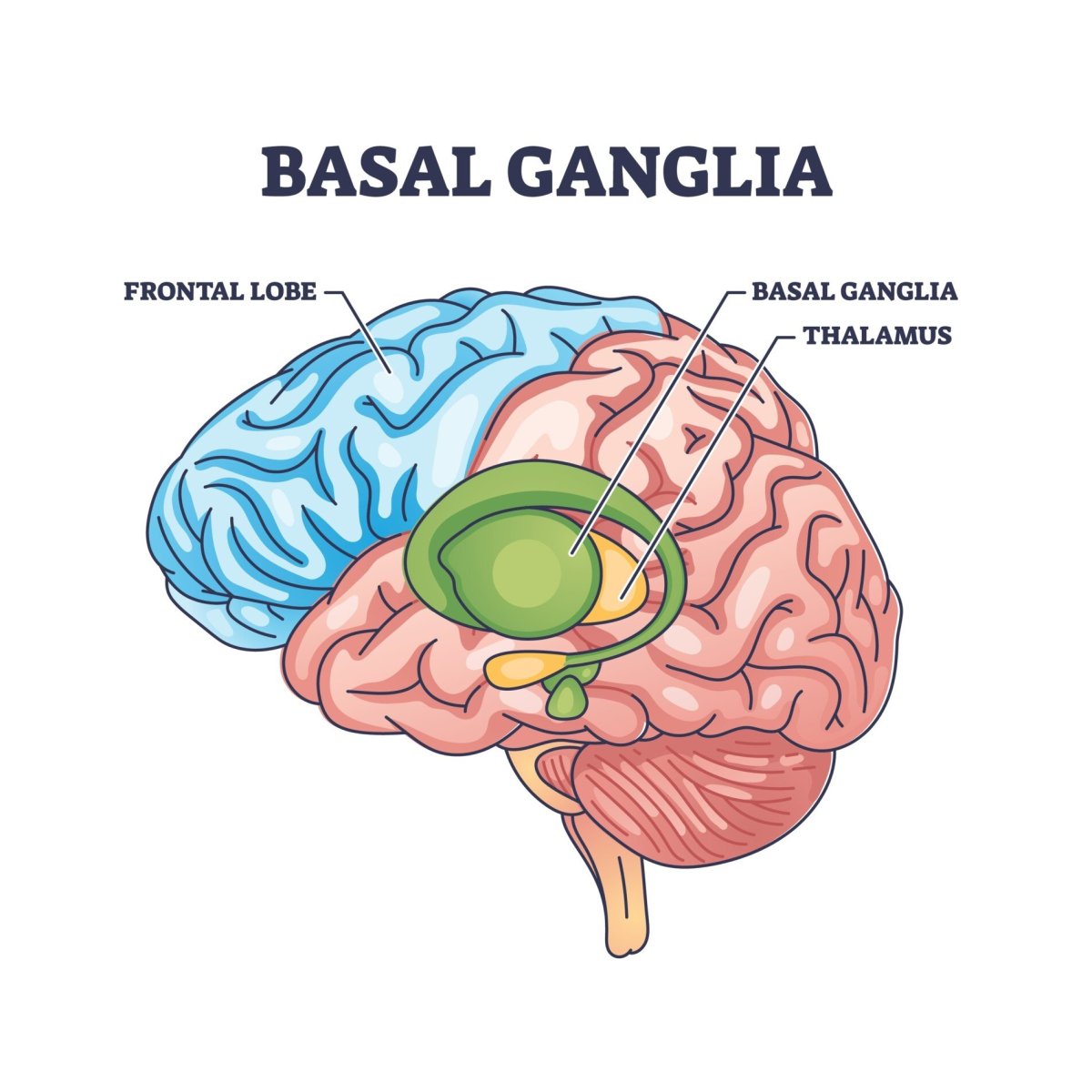 Image source: Simply Psychology 2025 (https://www.simplypsychology.org/basal-ganglia.html)
